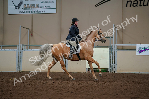 2019 Morgan Horse Show - Aug 30, 2019 - 22568