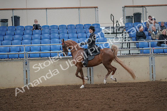 2019 Morgan Horse Show - Aug 30, 2019 - 25173