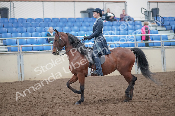 2019 Morgan Horse Show - Aug 31, 2019 - 18020