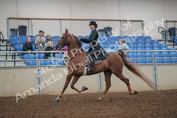 2019 Morgan Horse Show - Aug 30, 2019 - 25045