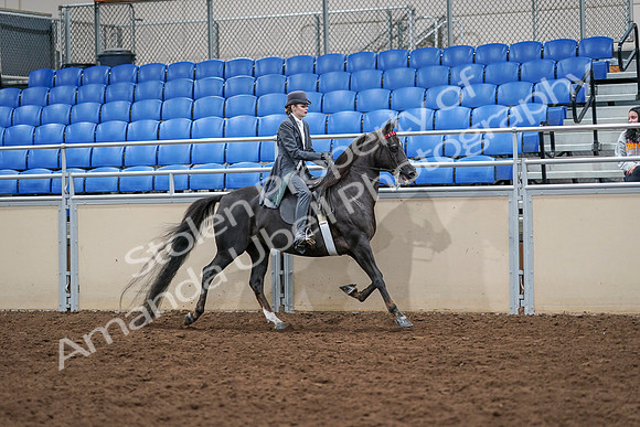 2020 - AB Morgan Horse - Sat, Sept 05 - 13944