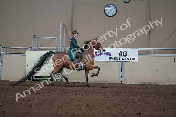 2019 Morgan Horse Show - Sept 01, 2019 - 13333