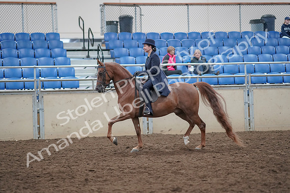 2019 Morgan Horse Show - Aug 31, 2019 - 16914
