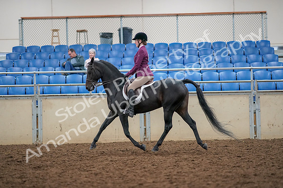 2019 Morgan Horse Show - Aug 30, 2019 - 23176
