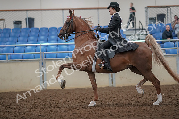 2019 Morgan Horse Show - Aug 30, 2019 - 25094
