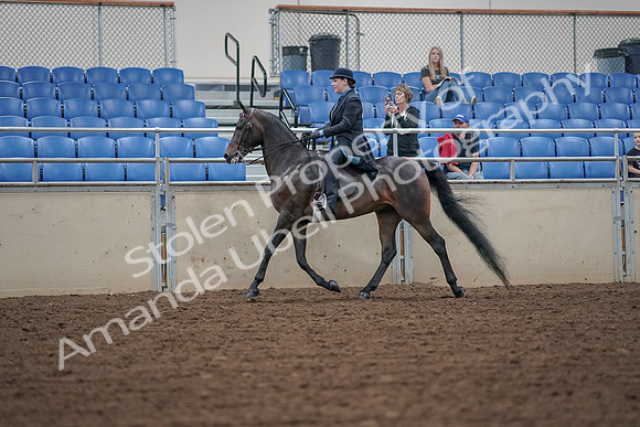 2019 Morgan Horse Show - Aug 30, 2019 - 15299