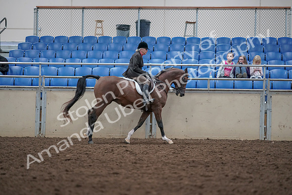 2019 Morgan Horse Show - Aug 31, 2019 - 16137