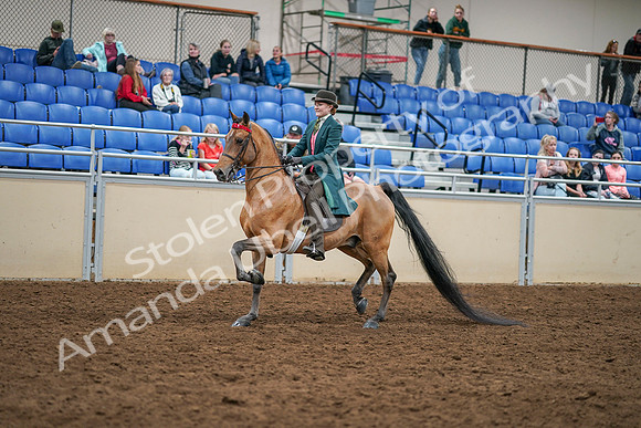 2020 - AB Morgan Horse - Sat, Sept 05 - 13766