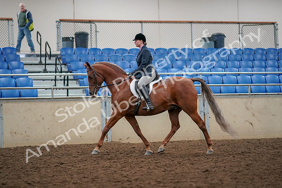 2019 Morgan Horse Show - Aug 30, 2019 - 22211