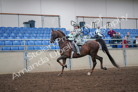 2019 Morgan Horse Show - Aug 30, 2019 - 17771