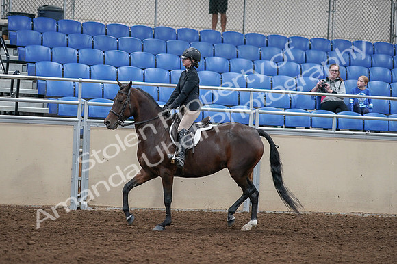 2020 - AB Morgan Horse - Fri, Sept 04 - 05907