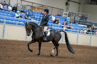 2020 - AB Morgan Horse - Fri, Sept 04 - 05811
