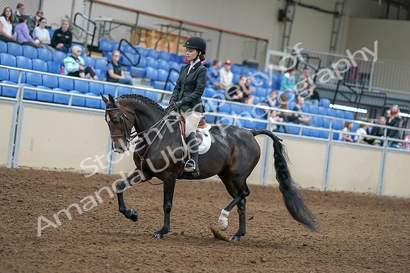 2020 - AB Morgan Horse - Fri, Sept 04 - 05811