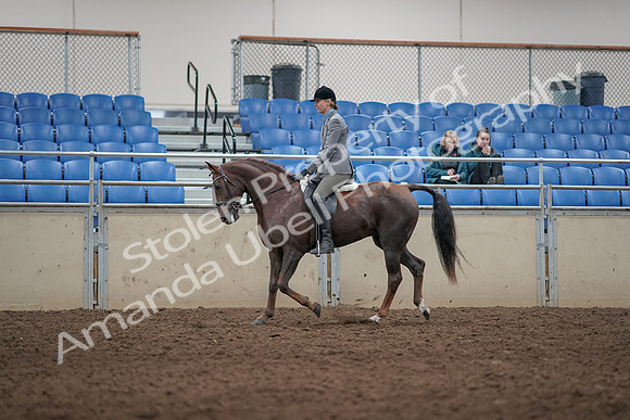 2019 Morgan Horse Show - Aug 31, 2019 - 07256