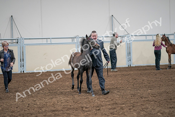 2020 - AB Morgan Horse - Sat, Sept 05 - 00475