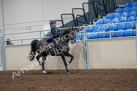 2020 - AB Morgan Horse - Fri, Sept 04 - 03130