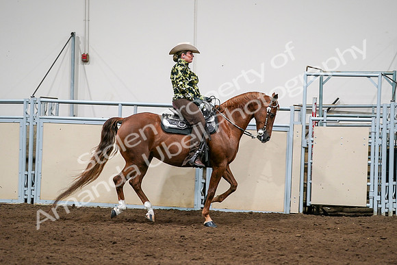 2020 - AB Morgan Horse - Sat, Sept 05 - 08932