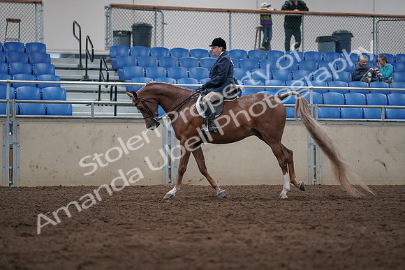 2019 Morgan Horse Show - Sept 01, 2019 - 08678