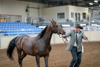 2020 - AB Morgan Horse - Sat, Sept 05 - 00183