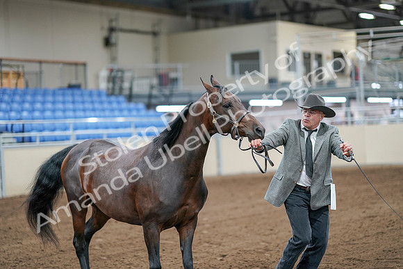 2020 - AB Morgan Horse - Sat, Sept 05 - 00183