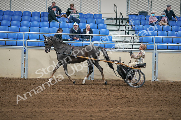 2020 - AB Morgan Horse - Sat, Sept 05 - 05855