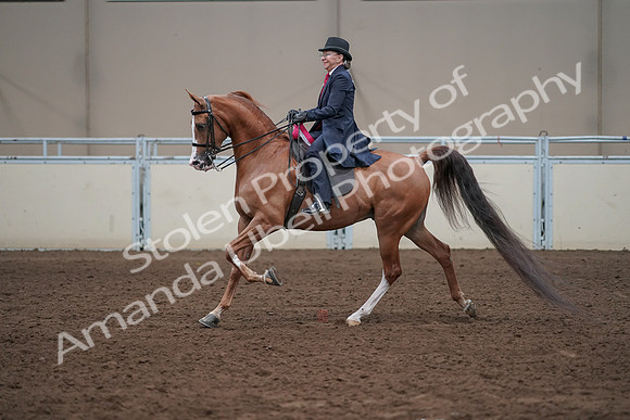 2019 Morgan Horse Show - Sept 01, 2019 - 12130