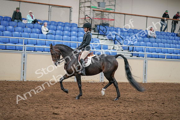 2020 - AB Morgan Horse - Sat, Sept 05 - 14283