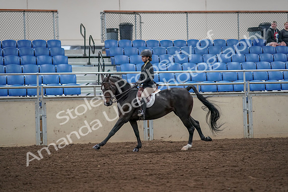 2019 Morgan Horse Show - Aug 31, 2019 - 05028