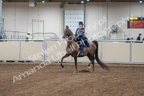 2020 - AB Morgan Horse - Fri, Sept 04 - 07859