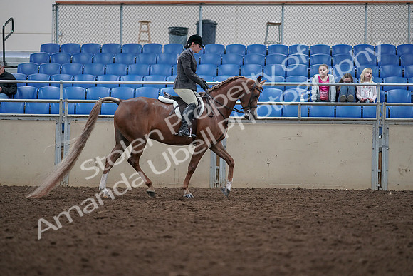 2019 Morgan Horse Show - Aug 31, 2019 - 16173