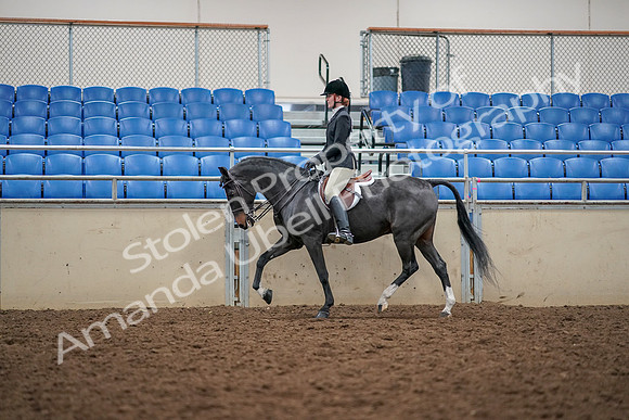2019 Morgan Horse Show - Aug 30, 2019 - 23110