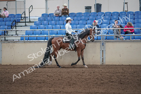 2019 Morgan Horse Show - Sept 01, 2019 - 07127