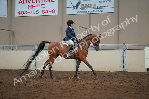 2019 Morgan Horse Show - Aug 30, 2019 - 22495