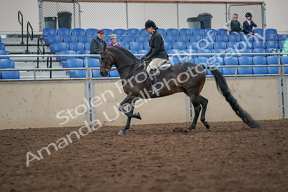 2019 Morgan Horse Show - Aug 30, 2019 - 19871