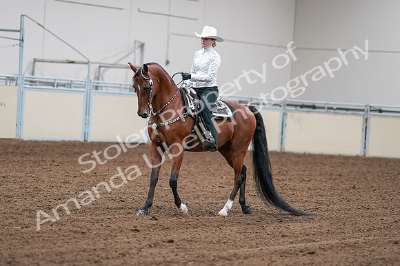 2020 - AB Morgan Horse - Fri, Sept 04 - 03572