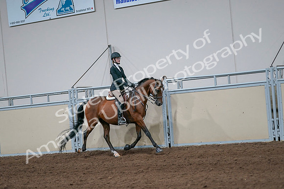 2020 - AB Morgan Horse - Fri, Sept 04 - 06002