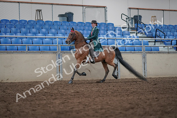 2019 Morgan Horse Show - Sept 01, 2019 - 13210