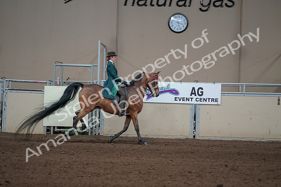 2019 Morgan Horse Show - Sept 01, 2019 - 13386