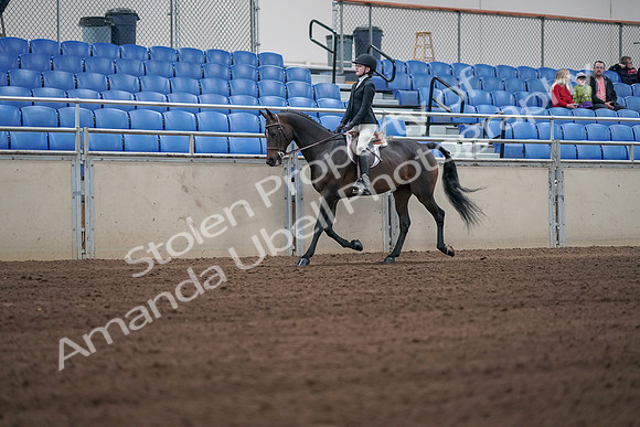 2019 Morgan Horse Show - Sept 01, 2019 - 03697