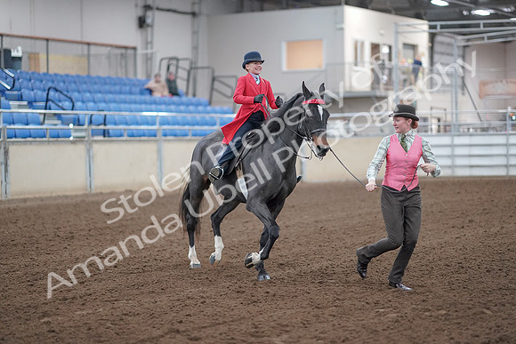 2019 Morgan Horse Show - Sept 01, 2019 - 10677