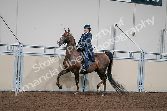 2020 - AB Morgan Horse - Fri, Sept 04 - 07944