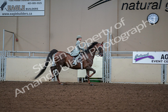 2019 Morgan Horse Show - Aug 30, 2019 - 17935
