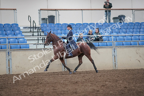 2019 Morgan Horse Show - Aug 31, 2019 - 08710