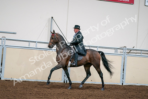 2020 - AB Morgan Horse - Sat, Sept 05 - 08129