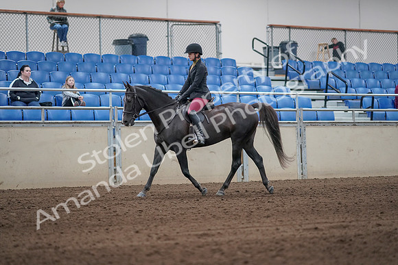 2019 Morgan Horse Show - Sept 01, 2019 - 06234