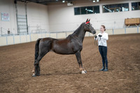 2020 - AB Morgan Horse - Sat, Sept 05 - 00638