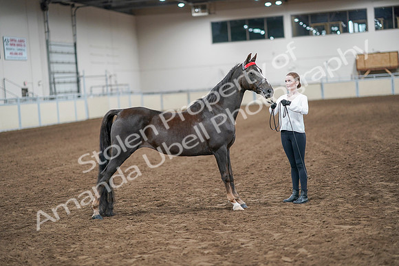 2020 - AB Morgan Horse - Sat, Sept 05 - 00638