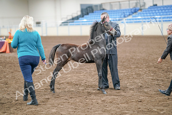 2020 - AB Morgan Horse - Sat, Sept 05 - 00495