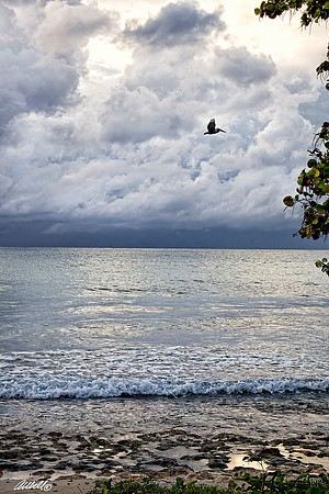 Jamaica - 012