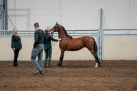 2020 - AB Morgan Horse - Fri, Sept 04 - 07603